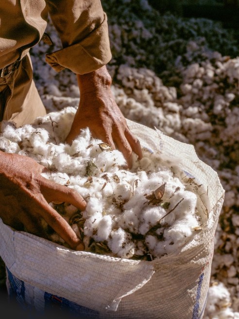 Citizens of Humanity has teamed with agricultural group Kiss the Ground to chart a path forward for regenerative cotton.