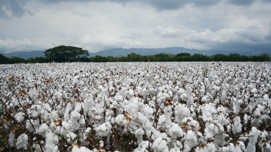 Let's Put an End to Cotton's Scapegoat Status
