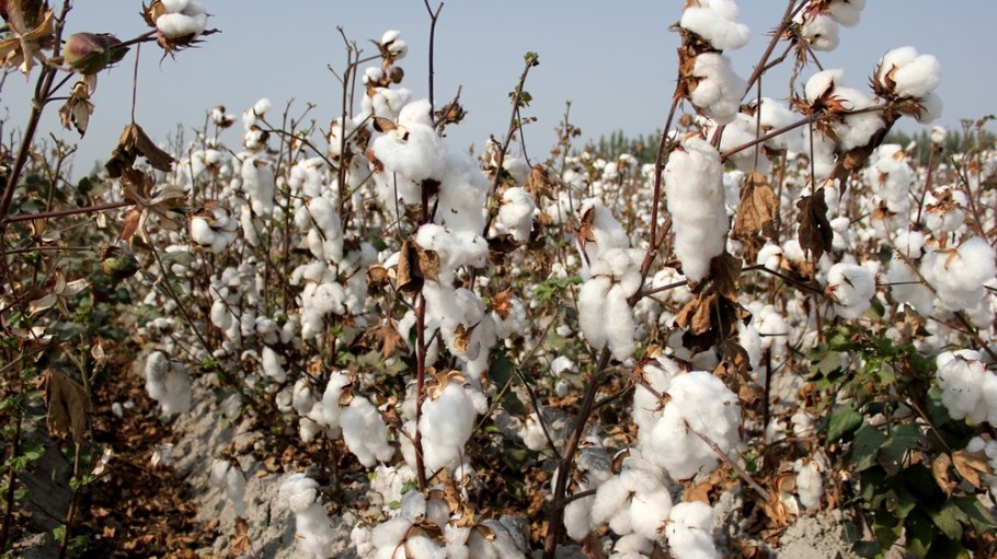 Uzbekistan cotton