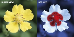 “Anrealage fall 2023 season’s theme is ‘=(equal),’ which is inspired by the concept of Umwelt by the German philosopher/biologist Jakob Johann Baron von Uexküll. This picture shows the concept of Umwelt, the difference between what color human race can see vs. what bees can see. There is always another world if you become another kind of living thing.” — Anrealage