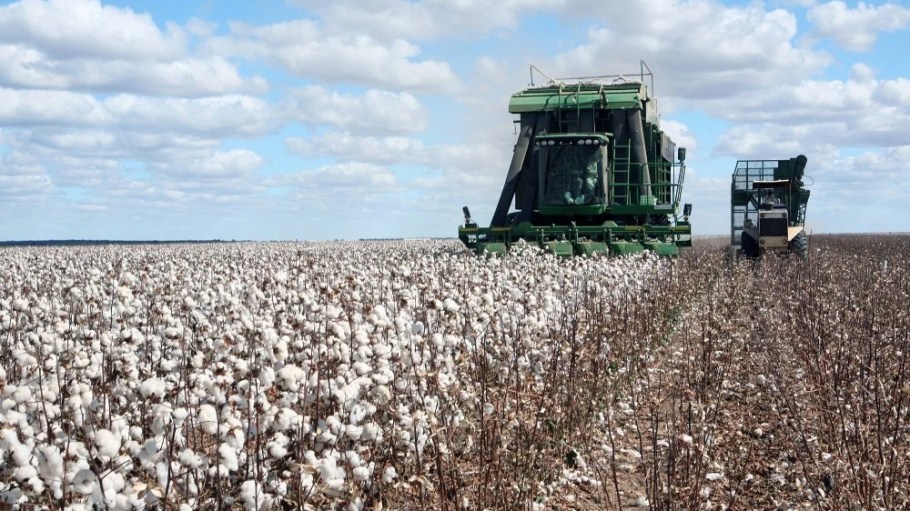 Raw materials cotton