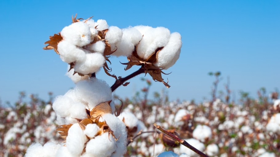 Uzbekistan cotton