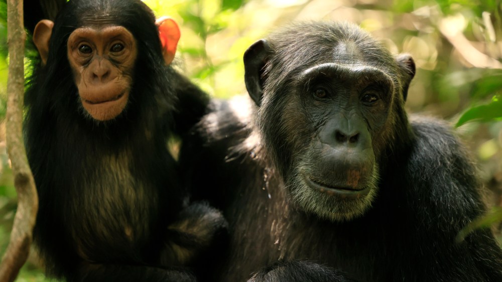 "Chimp Empire" premieres on April 19 on Netflix. best new documentaries to watch in april 2023