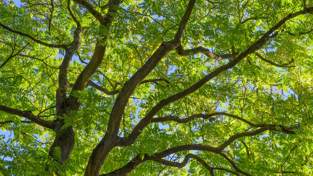Ash tree, Fraxinus,  tree krone with leaves, Bavaria, Germany