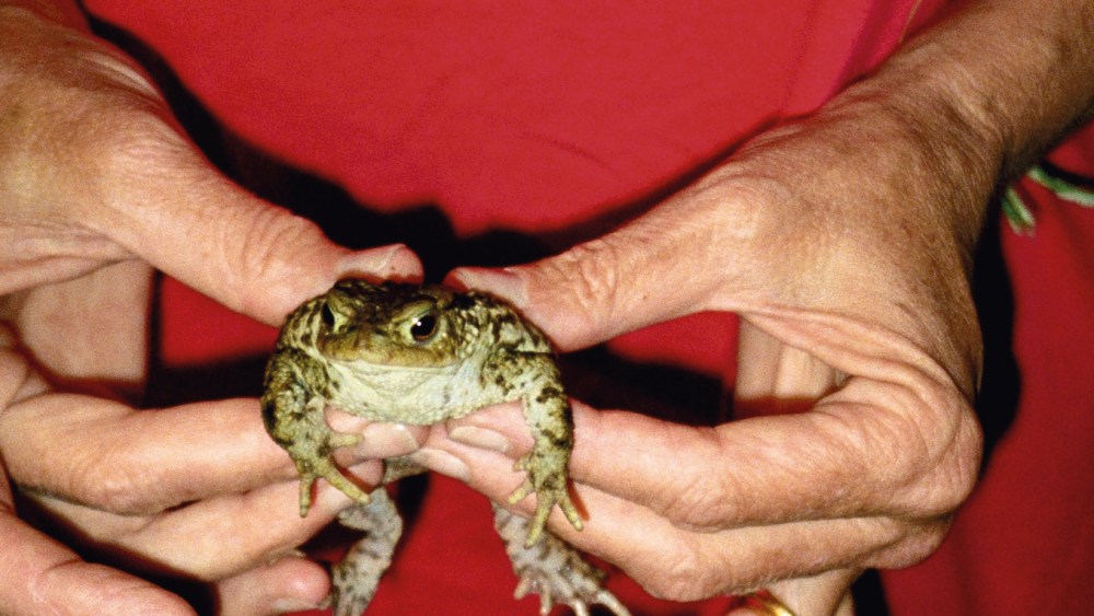Gently Holding Frog, 1995