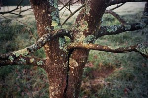 Hugging Trees, 2021