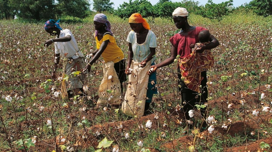 Senufo women harvesting cotton, Korhogo, Ivory Coast.
