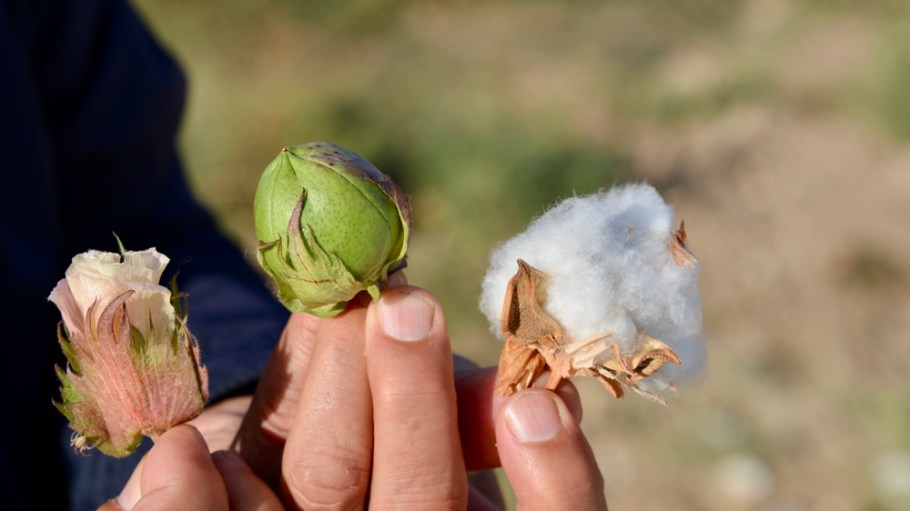Cotton in Turkmenistan