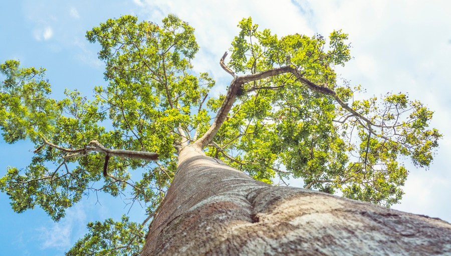 Close up and low angle view of a kapok tree in Ceiba Tree, Manuel Antonio National Park, Costa Rica