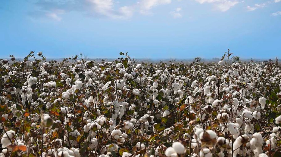 Cotton can play a role in climate action.
