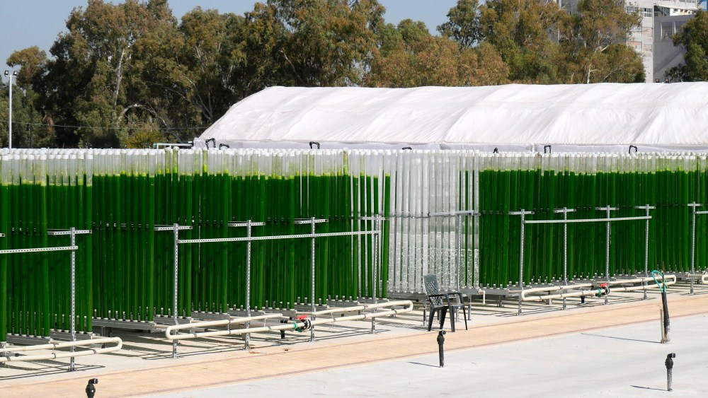 Bioreactors in which microalgae isochrysis — the key ingredient in Upwell Cosmetics' proprietary wax base — is grown.
