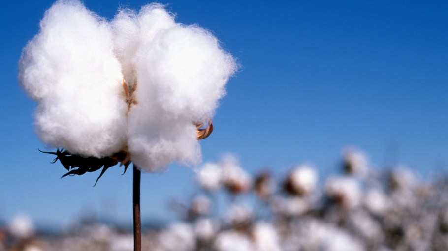 Better Cotton is teaming with retailers C&A, Marks & Spencer, Target and Walmart in a trial program that measures traceability.