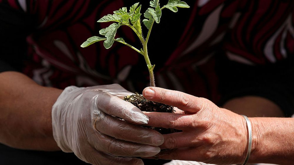 OAKLAND, CA - APRIL 22:  Volunteers plant tomatoes as they build a community garden on plot of land next to Charcoal Park, a community store, April 22, 2010 in Oakland, California. A handful of volunteers came out to build a community garden in honor of Earth Day.  (Photo by Justin Sullivan/Getty Images)