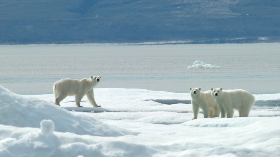 The warmth trapping secret of fiberoptic polar bear fur inspires new warmer fleece for outerwear.