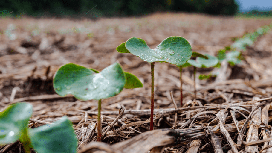 Vicunha is the first denim mill in Brazil to use regenerative cotton in partnership with Scheffer, a leader in regenerative cotton production in Brazil.