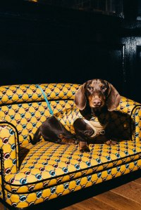 George the club dog