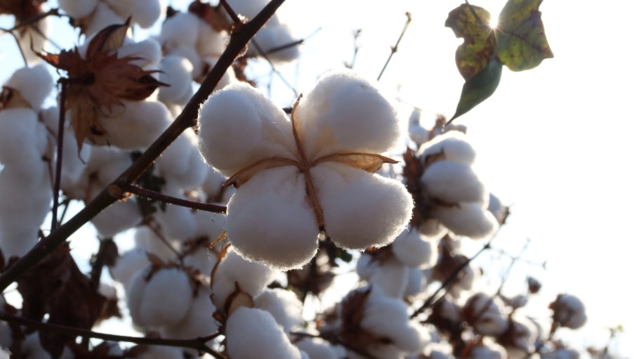 Better Cotton wants broader methodology for Green Guides to make them more effective.
