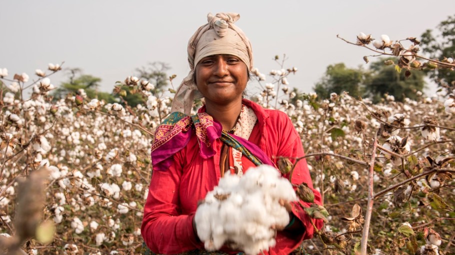 Cotton farmer in India
