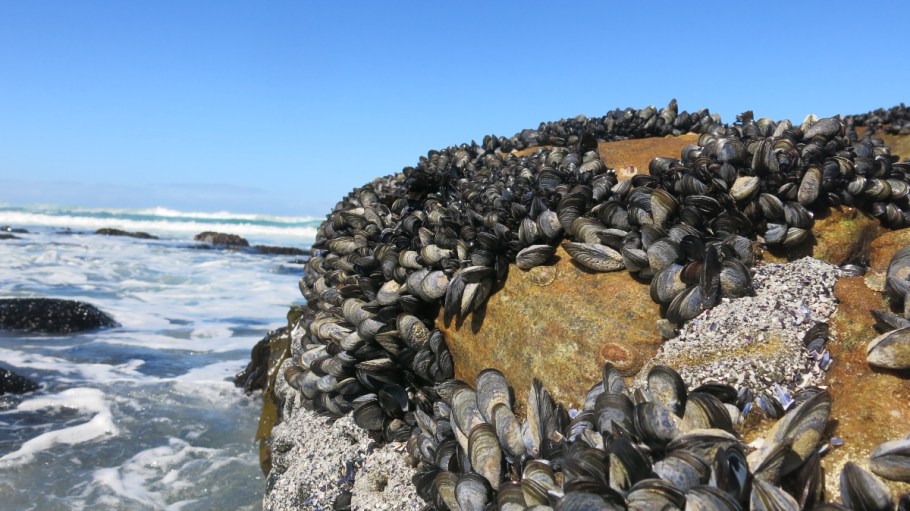 Researchers used mussel-inspired polydopamine (PDA) as an adsorbent to remove anionic (acid) dyes from water.