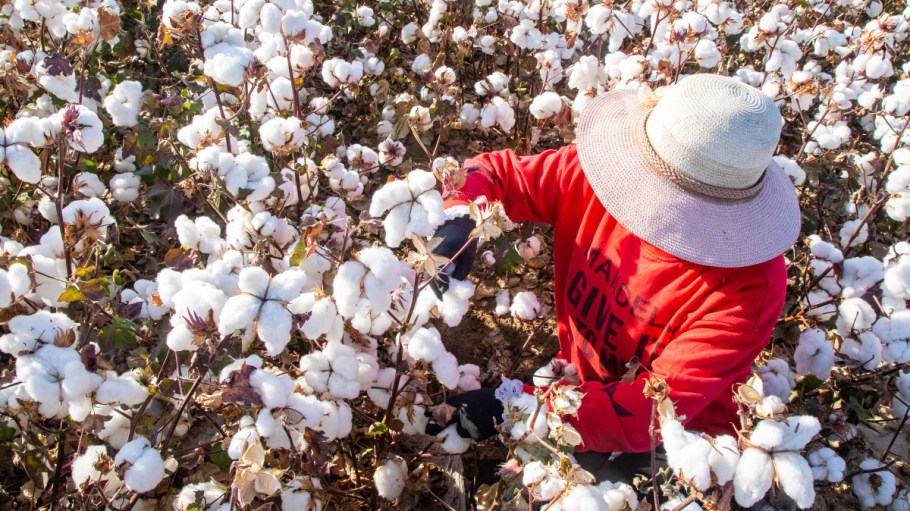 A farmer harvests cotton in a field on October 10, 2020 in Hami, Xinjiang Uygur Autonomous Region of China.
