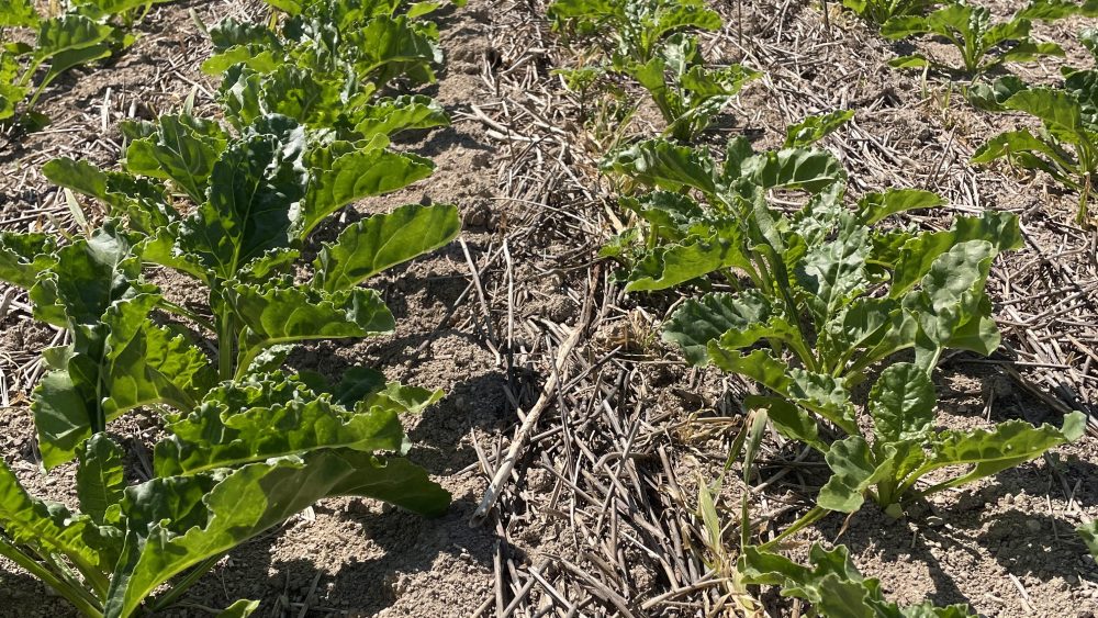 Beetroot field with inter-row mulch to limit weed regrowth.