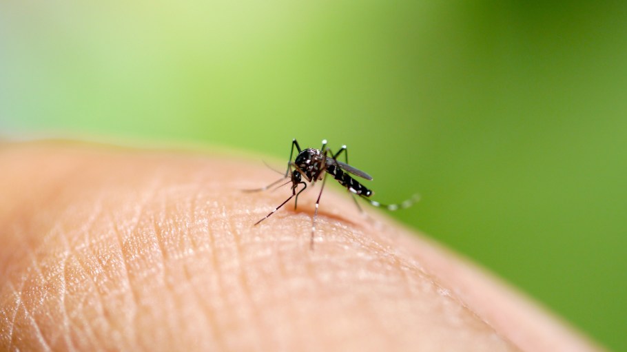 New mosquito-blocking textiles could stem the spread of deadly diseases.