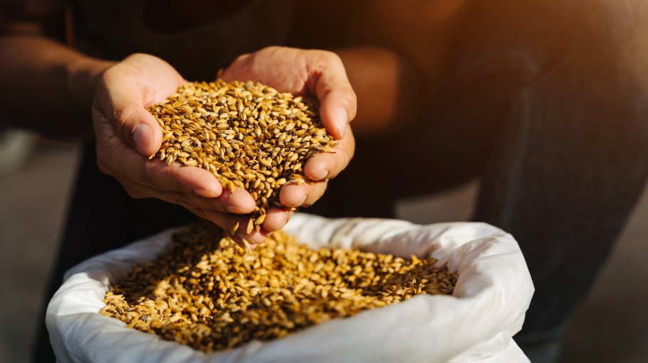Close-up Malt in the hands of the brewer.