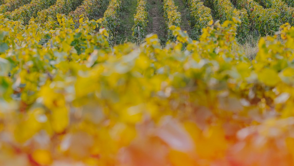 LVMH-owned Ruinart seeks viable biodiversity investments. Here an artistic photograph of a vineyard with warm hues.