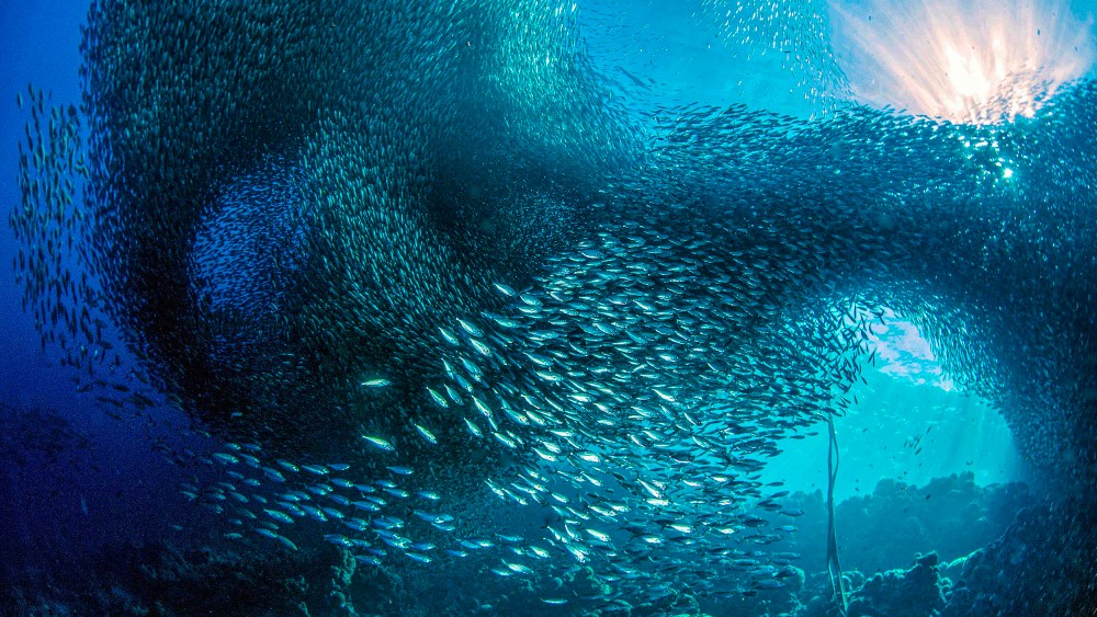 United Nations and Oceanic Global hold World Oceans Day 2023.