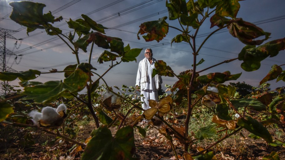 India's Cotton Fields Now Being Watched from Space