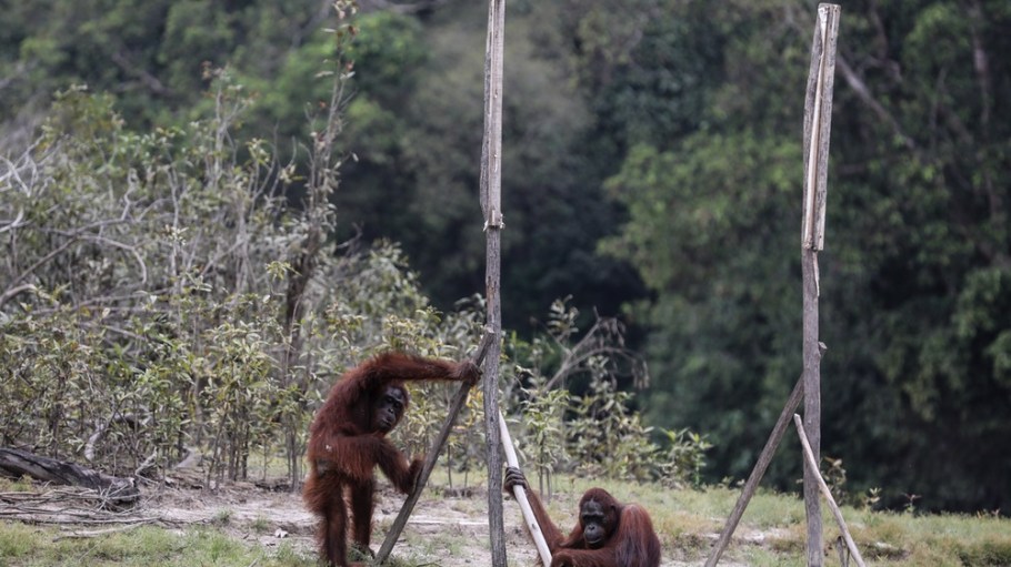 Orangutans in Kalimantan, Indonesia