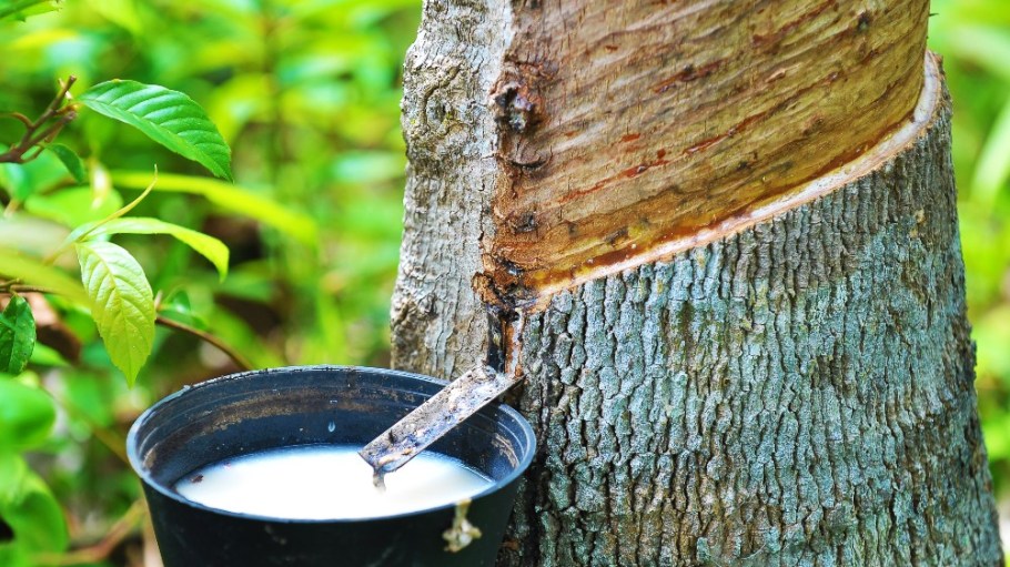 Natural rubber producer Yulex is reinvesting in the smallholder farmers that power its supply chain.