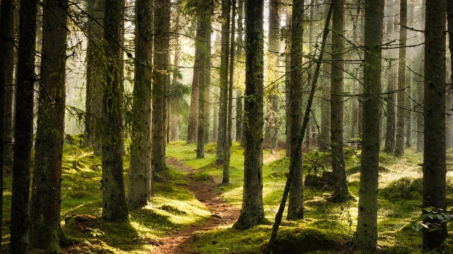 UPM Biochemicals  and Vaude, a German supplier of outdoor apparel, are planning the launch of a wood-based polyester as a first step in closing the gap between recycled fibers and sustainable virgin ones.