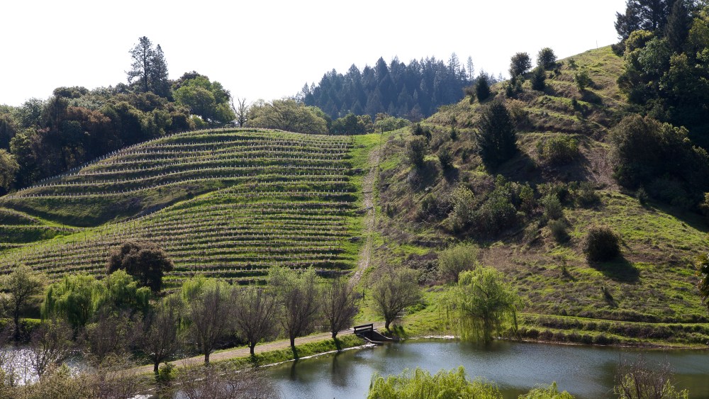 Rainwater retention basin at Domain Chandon winery, Napa Valley, California LVMH Moët Hennessy Louis Vuitton