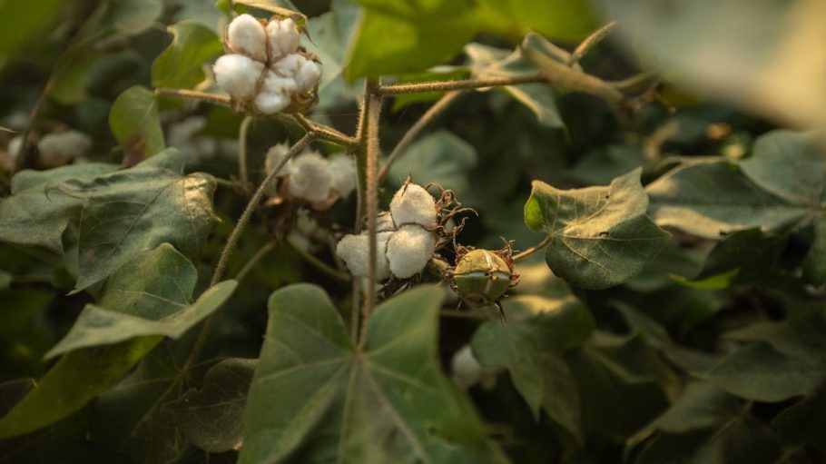Better Cotton calls on the EU for clarity in proving environmental claims.