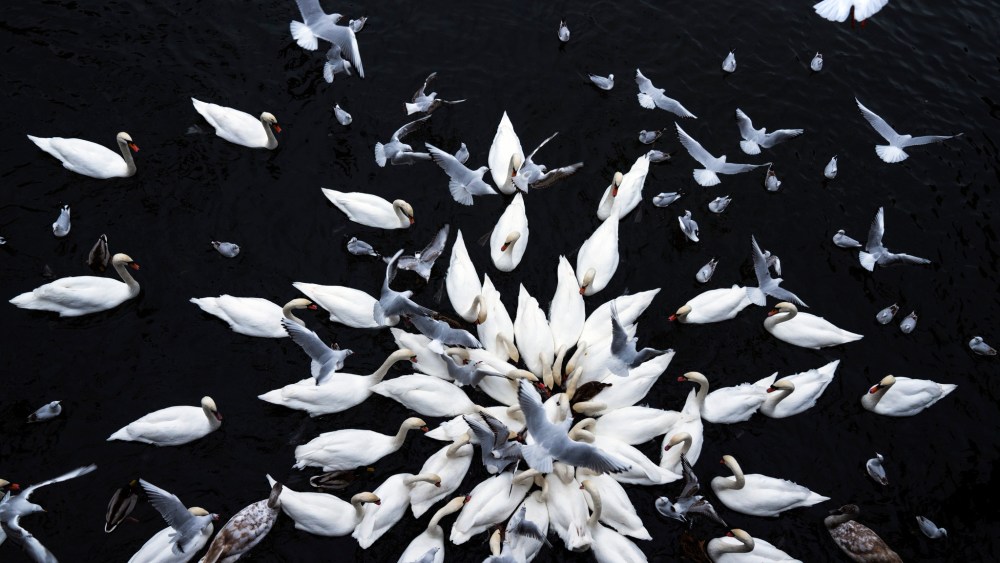 Feeding frenzy, Cottbusser Brucke, Kreuzbergg, 2023