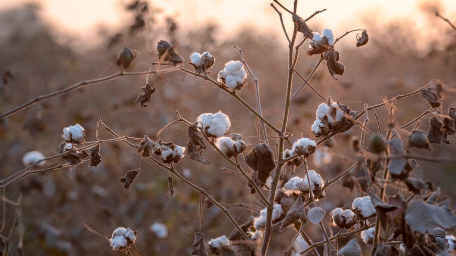 Sapphire Textile Mills joins Sourcery's Direct-to-Grower program to boost good practices.