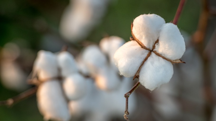 A cotton boll ready to be harvested in Georgia.