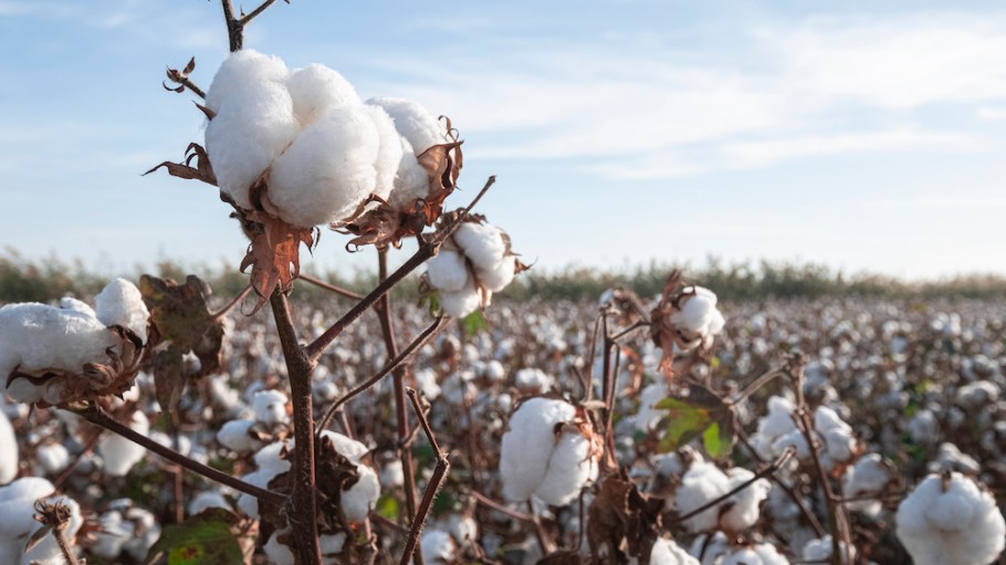 Cotton field