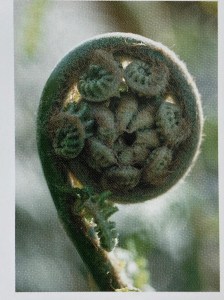 “A close of the tubular and curled structure of the fern, one of the earliest plants on earth and the inspiration for the plants necklace structure.” - Francesca Amfitheatrof