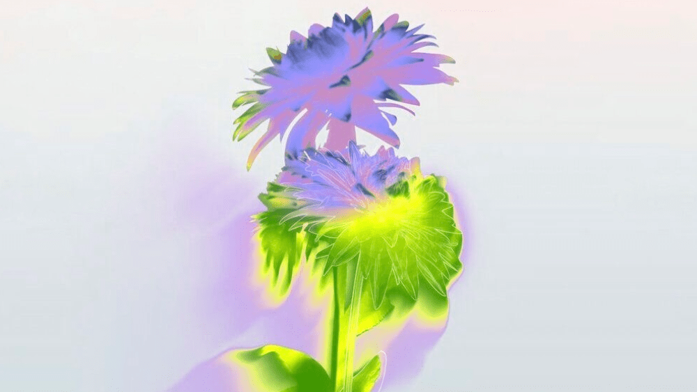A purple and green flower representing Lululemon's impact report for 2023.
