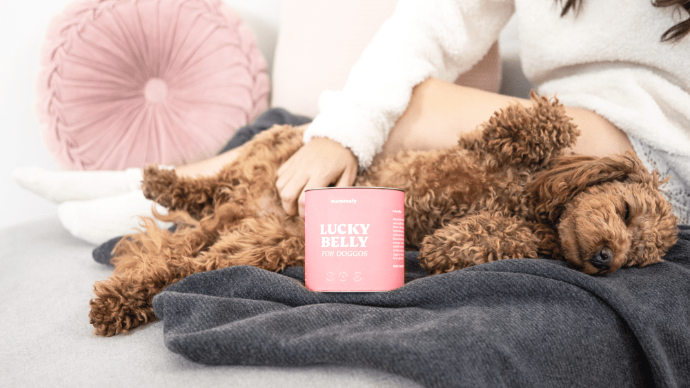 Mammaly, a new brand for pet wellbeing.