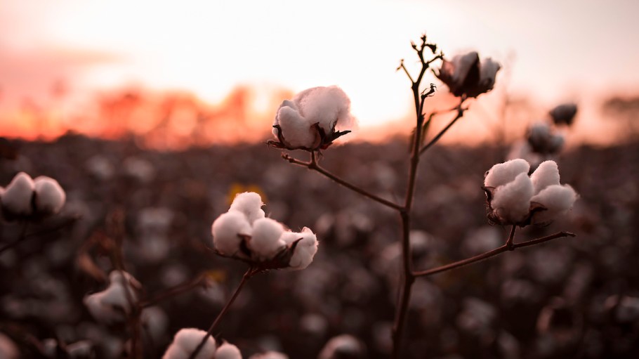 The US Cotton Trust Protocol now has 1.6 billion acres of fields enrolled.