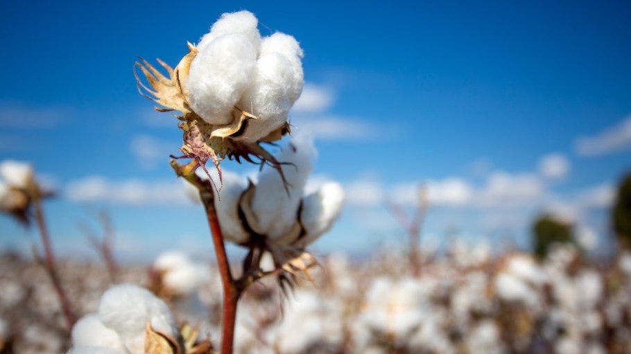 Ventile is deepening its partnership with the Egyptian Biodynamic Association (EBDA).
