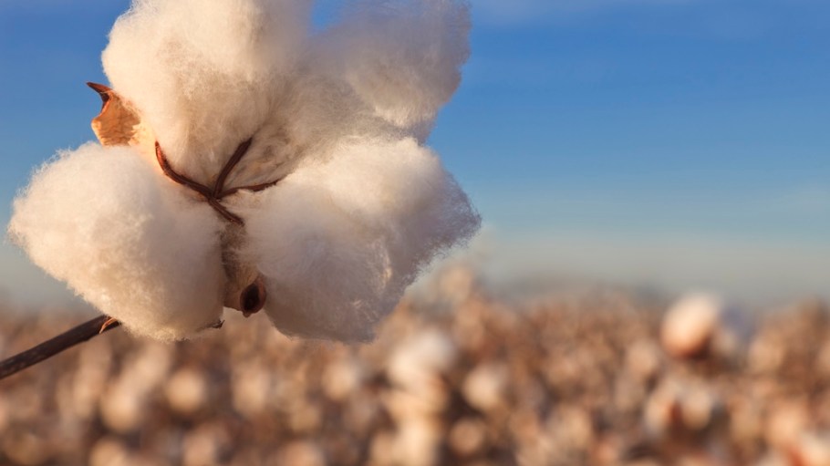 Cotton plant