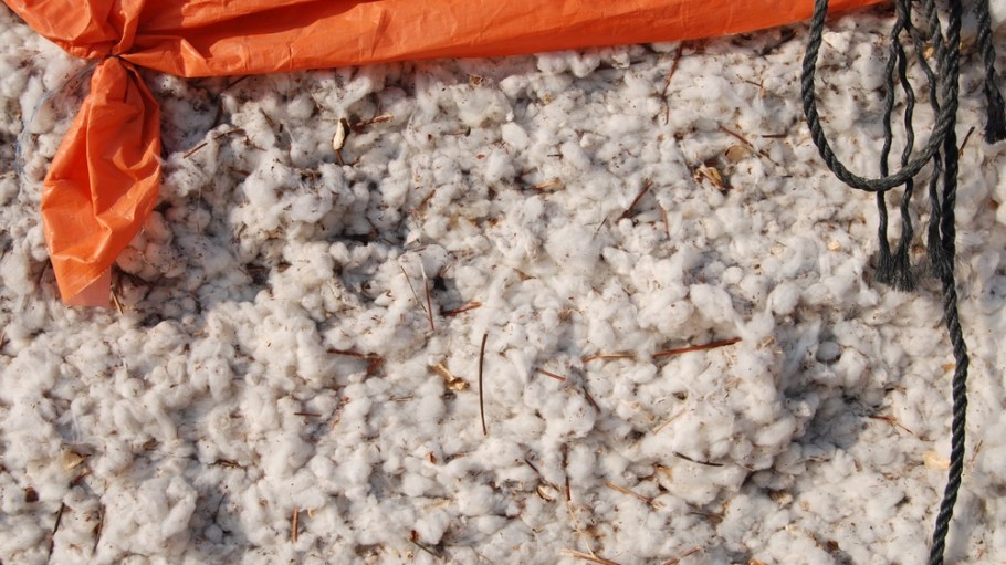 Cotton