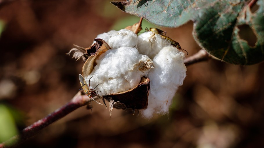 Cotton Made in Africa watches crop health by satellite.