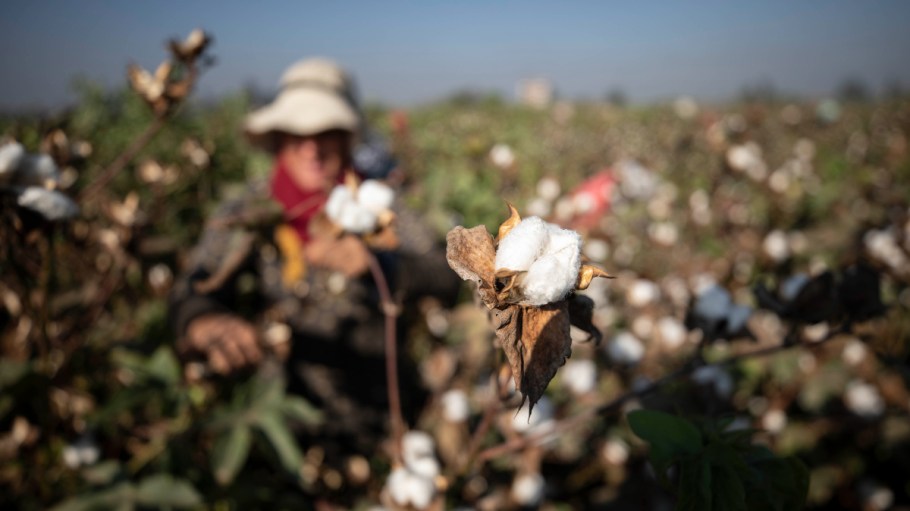 The cotton harvest in Egypt.