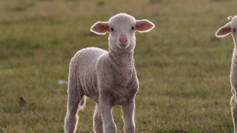 Ba&sh is partnering with Nativa to support regenerative farming projects in Uruguay.