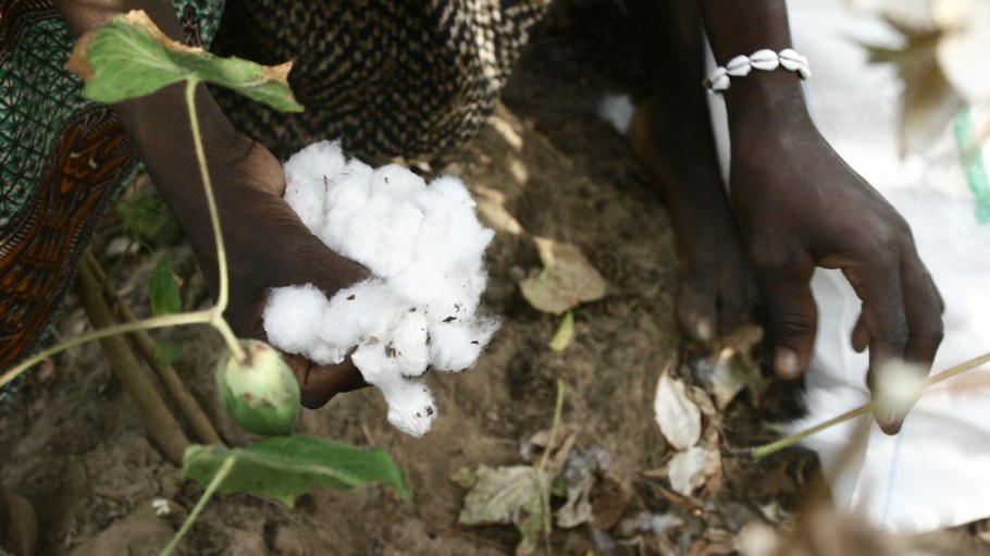 Better Cotton has joined with APROCOT-CI in Côte d'Ivoire where it hopes to have 200,000 farmers on board iin five years.